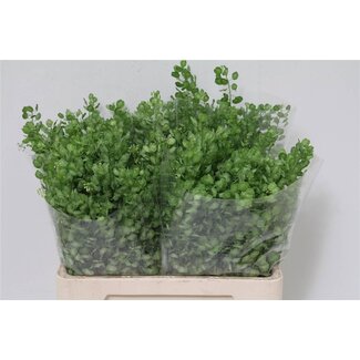 Freshy Thlaspi “Butterfly” | Couleur: Vert | Longueur ± 60 centimeter | Par 50 fleurs fraîches