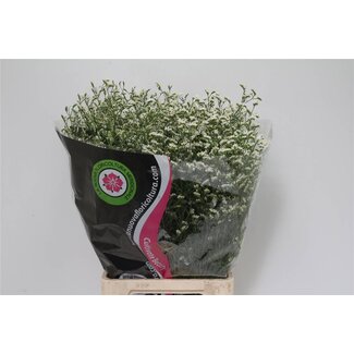 Freshy Limonium “Diamond” | Farbe: Weiß | Länge ± 70 centimeter | Pro 25 Stiele frische Blumen