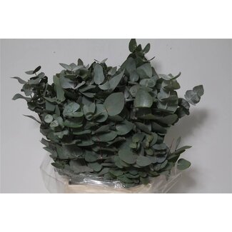Freshy Court Eucalyptus Cinerea | Couleur: Vert | Longueur ± 55 centimeter | 150 gram par bouquet | Par 5 bouquets