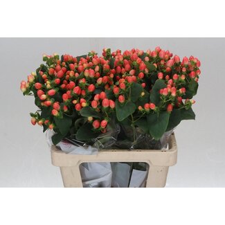 Freshy Hypericum Johanniskraut “Magical Royal Princess” | Farbe: Rot | Länge ± 60 centimeter | Pro 25 Stiele