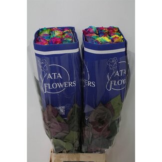 Freshy Rose à grandes fleurs “Rainbow” Teintée | Couleur: Couleurs mélangées | Longueur ± 70 centimeter | Origine Équateur | Par 25 fleurs fraîches