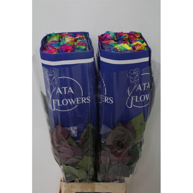 Rose à grandes fleurs “Rainbow” Colorée | Couleur: Couleurs mélangées | Longueur ± 70 centimeter | Origine Équateur | Par 25 fleurs fraîches