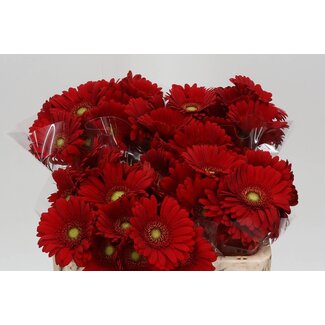 Freshy Germini Aqua “Phoenix” | Couleur: Rouge | Longueur ± 50 centimeter | Par 20 fleurs fraîches