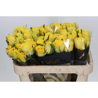 Freshy Roses “Golden Smile” | Couleur: Jaune | Longueur ± 70 centimètre | Par 10 roses
