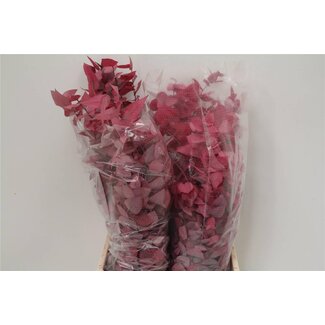 Freshy Eucalyptus Stuartiana Konserviert “Pink Lady” | Farbe: Rosa | 150 gram pro Bund | Pro 5 Bunde
