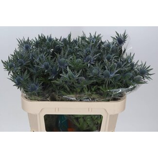 Freshy Eryngium Blaue Distel “Orion Qstar” | Farbe: Violett | Länge ± 70 centimeter | Pro 10 Stiele frische Blumen