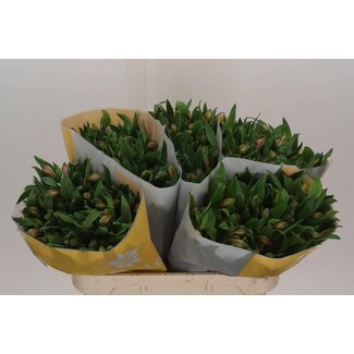 Freshy Alstroemeria “Pink Floyd” | Farbe: Rosa | Länge ± 75 centimeter | Pro 10 Stiele frische Blumen