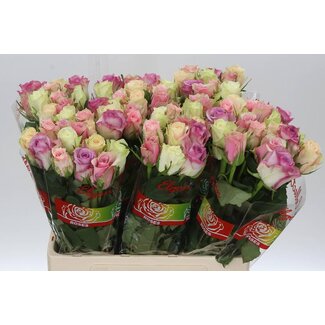 Freshy Strauß Rosen Pastellmix | Farbe: Gemischte Farben | Länge ± 60 centimeter | Pro 10 Rosen