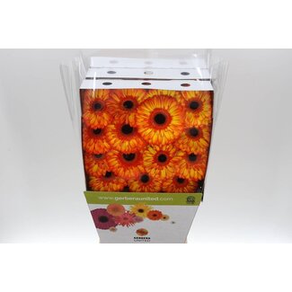 Freshy Gerbera Gr Aqua “Spotlight” | Farbe: Gelb Oranje | Länge ± 50 centimeter | Pro 15 frische Blumen