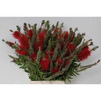 Freshy Callistemon Lampenputzer | Farbe: Rot | Länge ± 60 centimeter | 200 gram pro Bund | Pro 5 Bündel