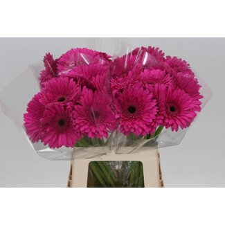 Freshy Gérbera “Madeira” | Couleur: Rose | Longueur ± 50 centimètre | Par 10 fleurs fraîches