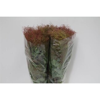 Freshy Cotinus Arbre à perruque | Couleur: Vert | Longueur ± 70 centimeter | 200 gram par bouquet | Par 5 bouquets