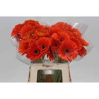 Freshy Gerbera “Candela” | Farbe: Orange | Länge ± 50 centimeter | Pro 10 frische Blumen
