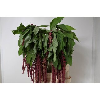 Freshy Amaranthus Caudatus Kattenstaart “Rosary” | Kleur: Paars | Lengte ± 80 centimeter | Per 10 stelen verse bloemen