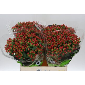 Freshy Hypericum Millepertuis “Tomato Flair” | Couleur: Rouge | Longueur ± 60 centimeter | Par 20 tiges