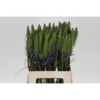 Freshy Camassia Leichtlinii “Caerulea” | Kleur: Paars | Lengte ± 60 centimeter | Per 10 stelen verse bloemen