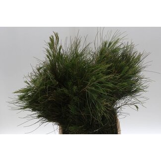 Freshy Casuarina | Farbe: Grün | Länge ± 70 Zentimeter | 300 Gramm pro Bund | Pro 5 Bündel