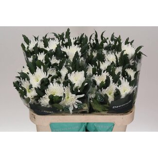 Freshy Déco Chrysanthème Chrysanthème “Topspin” | Couleur: Blanc | Longueur ± 70 centimeter | Par 10 fleurs fraîches