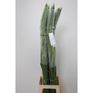 Freshy Großblütige Gladiole “Oasis” | Farbe: Rosa | Länge ± 110 centimeter | Pro 10 frische Blumen