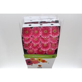 Freshy Gerbera Pomponi Gr Aqua “Power Ball” | Couleur: Rose | Longueur ± 50 centimeter | Par 15 fleurs fraîches