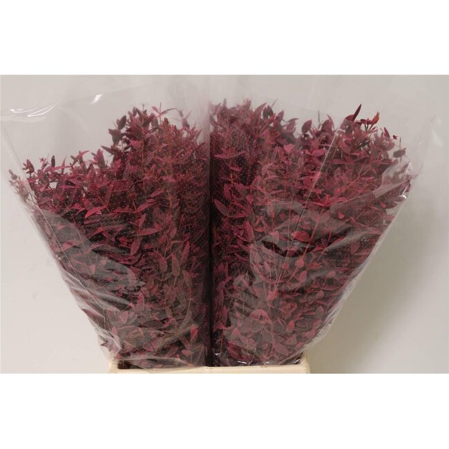 Court Eucalyptus Parvifolia traité coloré | Couleur: Cerise | Longueur ± 50 centimeter | 150 gram par bouquet | Par 5 bouquets
