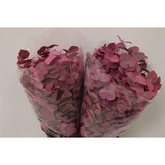 Freshy Eucalyptus Cinerea Teinté | Couleur: Rose | Longueur ± 50 centimeter | 150 gram par bouquet | Par 5 bouquets