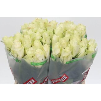 Freshy Rosen “Athena” | Farbe: Weiß | Länge ± 40 centimeter | Pro 20 Rosen