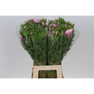 Freshy Clarkia “Pink” | Kleur: Roze | Lengte ± 70 centimeter | Per 50 verse bloemen