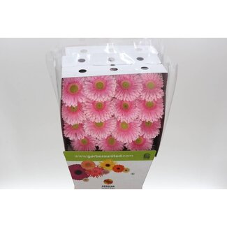 Freshy Gerbera Gr Aqua “Romella” | Farbe: Rosa | Länge ± 50 centimeter | Pro 15 frische Blumen