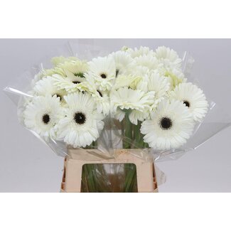 Freshy Gerbera “White House” | Farbe: Weiß | Länge ± 50 centimeter | Pro 10 frische Blumen