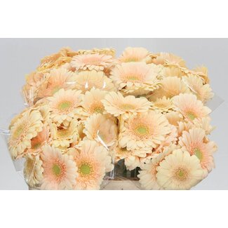 Freshy Germini Aqua “Moët” | Couleur: Orange Rose | Longueur ± 50 centimeter | Par 20 fleurs fraîches