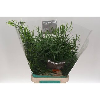 Freshy Asparagus Falcatus | Couleur: Vert | Longueur ± 65 centimeter | Par 50 tiges fraîches