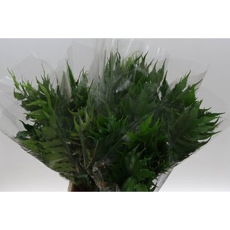 Freshy Cyrtomium Fortunei Fougère de fer | Couleur: Vert | Longueur ± 55 centimeter | Par 50 tiges fraîches