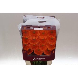 Freshy Gerbera Gr Aqua “Toledo” | Couleur: Orange | Longueur ± 45 centimeter | Par 15 fleurs fraîches
