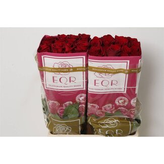 Freshy Rose à grandes fleurs “Explorer” | Couleur: Rouge | Longueur ± 60 centimeter | Origine Équateur | Par 25 fleurs fraîches