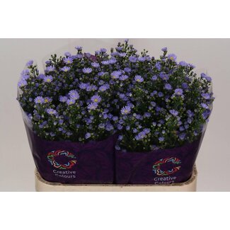 Freshy Aster “Cassandra” | Couleur: Violet | Longueur ± 80 centimeter | Par 25 tiges de fleurs fraîches