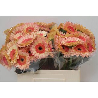 Freshy Germini Aqua “Prosecco” | Couleur: Jaune Rose | Longueur ± 50 centimeter | Par 20 fleurs fraîches