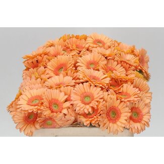 Freshy Germini Aqua “Judo” | Couleur: Orange | Longueur ± 50 centimeter | Par 20 fleurs fraîches