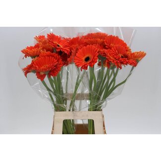 Freshy Gerbera “Medina” | Farbe: Orange | Länge ± 50 centimeter | Pro 10 frische Blumen