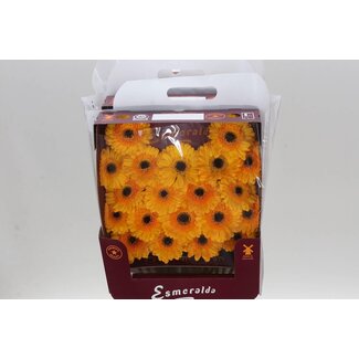 Freshy Gerbera Mi Aqua “Davidson” | Farbe: Gelb | Länge ± 45 centimeter | Pro 20 frische Blumen