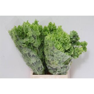 Freshy Moluccella Laevis Klokken van Ierland | Kleur: Groen | Lengte ± 45 centimeter | Per 50 verse bloemen