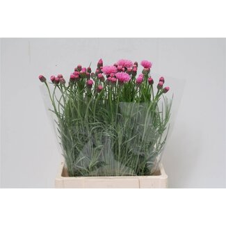 Freshy Centaurea Kornblume “Pink” | Farbe: Rosa | Länge ± 60 centimeter | Pro 50 frische Blumen
