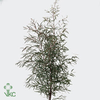 Freshy Eucalyptus Nicholii | Couleur: Vert | Longueur ± 70 centimeter | 250 gram par bouquet | Par 5 bouquets