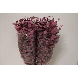 Freshy Eucalyptus Cinerea Farbbehandelt | Farbe: Rosa | Länge ± 70 centimeter | 200 gram pro Bund | Pro 5 Bunde