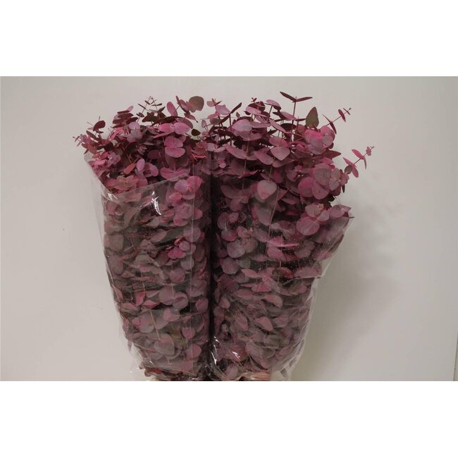 Eucalyptus Cinerea Coloré | Couleur: Rose | Longueur ± 70 centimeter | 200 gram par bouquet | Par 5 bouquets