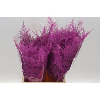 Freshy Courte Asperge | Couleur: Rose | Longueur ± 45 centimeter | Par 50 branches