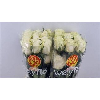 Freshy Rose à grandes fleurs “Cream Shimmer” | Couleur: Crème | Longueur ± 60 centimeter | Origine Équateur | Par 25 fleurs fraîches