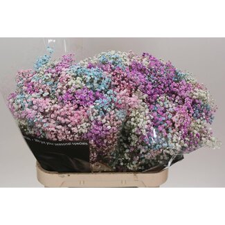 Freshy Gypsophila Gipskraut “Disco Barbie” Farbbehandelt | Farbe: Gemischte Farben | Länge ± 80 centimeter | Pro 25 Stiele frische Blumen