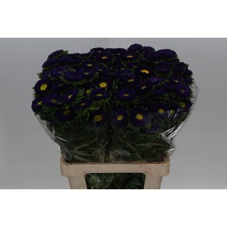 Freshy Callistephus Sommeraster “Spray Blue Dark” | Farbe: Dunkelblau | Länge ± 70 centimeter | Pro 20 frische Blumen
