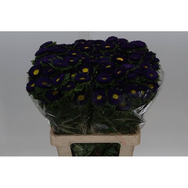 Callistephus Sommeraster “Spray Blue Dark” | Farbe: Dunkelblau | Länge ± 70 centimeter | Pro 20 frische Blumen